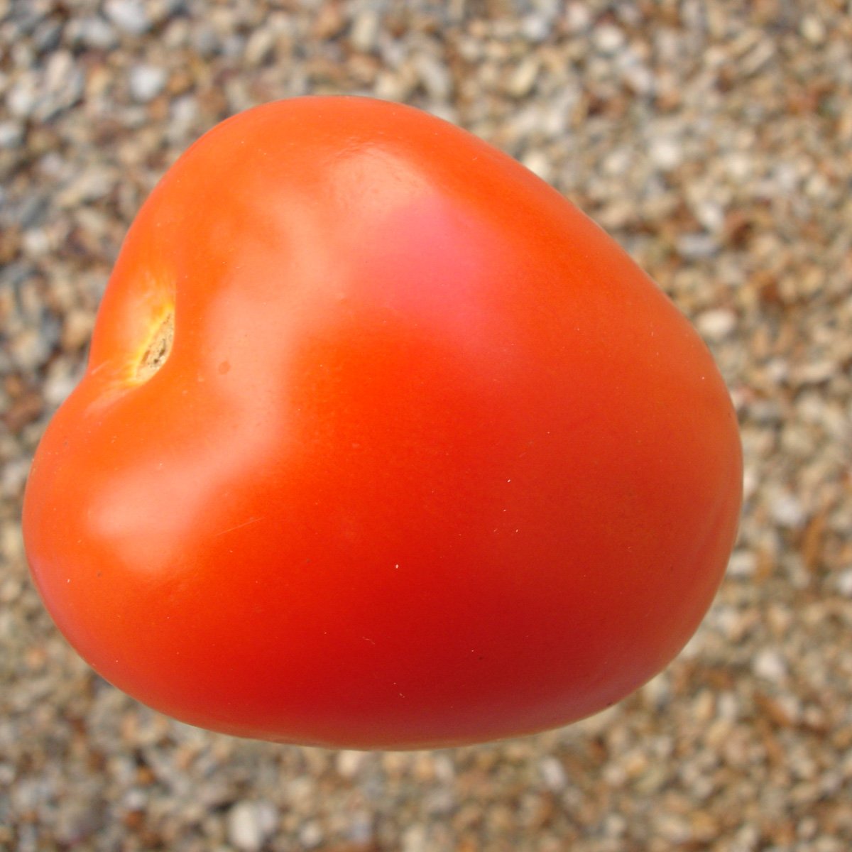 ACsemillas - Tomate Rio Grande Tomate Rio Grande - Image 1