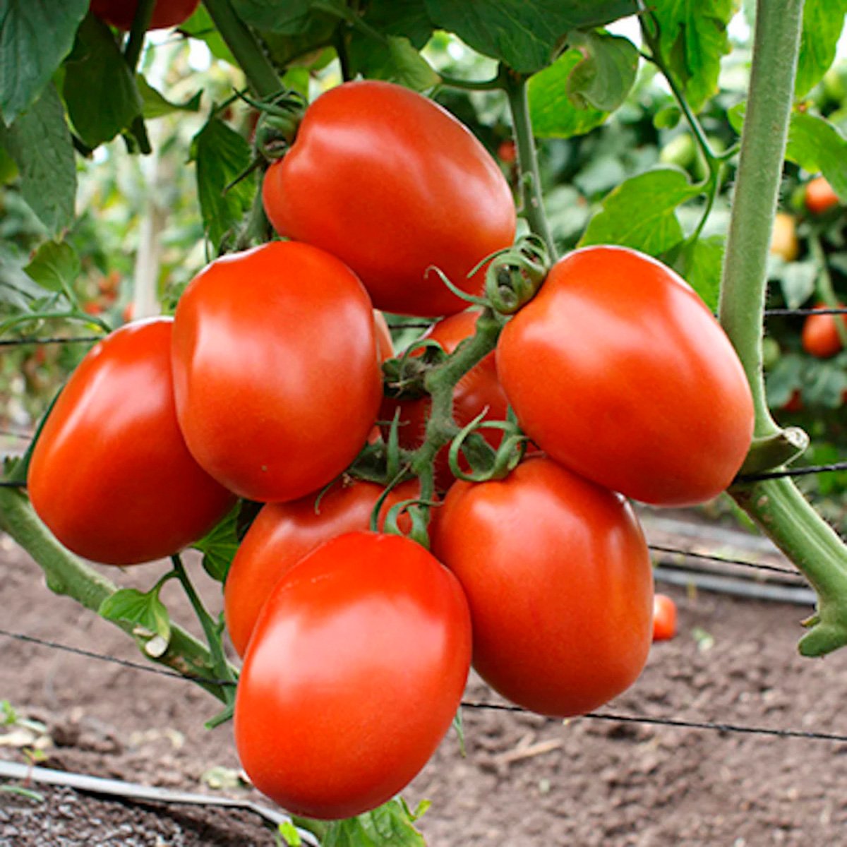 ACsemillas - Tomate Rita Tomate Rita - Image 1