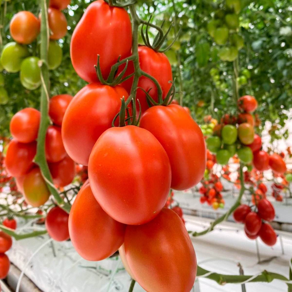 ACsemillas - Tomate Romindo Tomate Romindo - Image 1