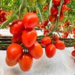 Tomate Zhoe