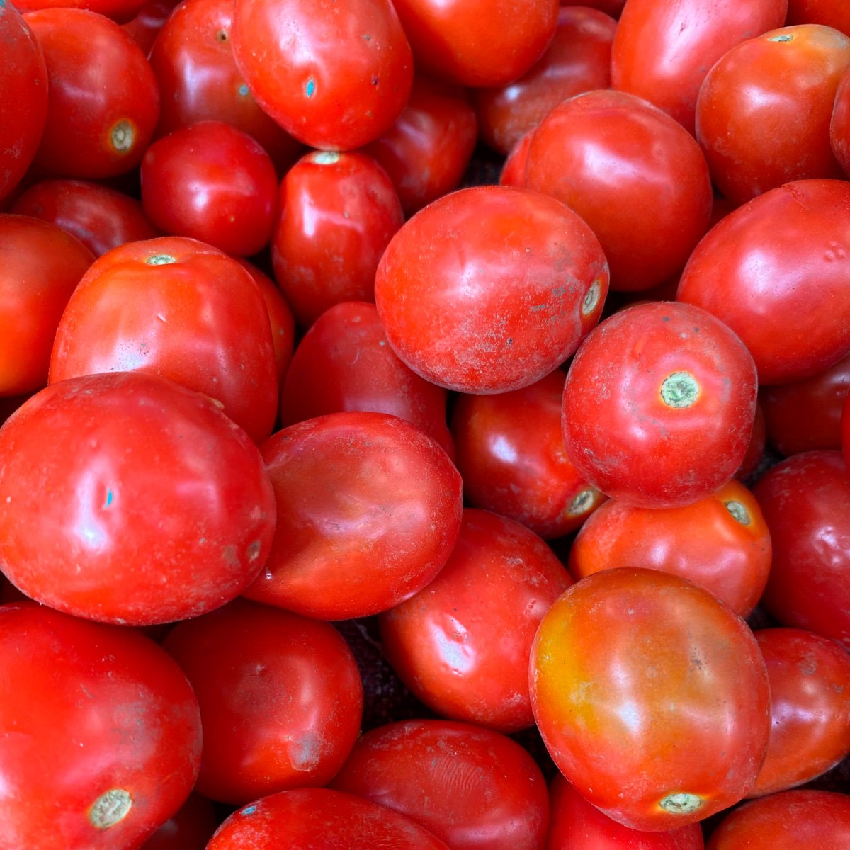 ACsemillas - Tomate el Casqueño Tomate el Casqueño - Image 1