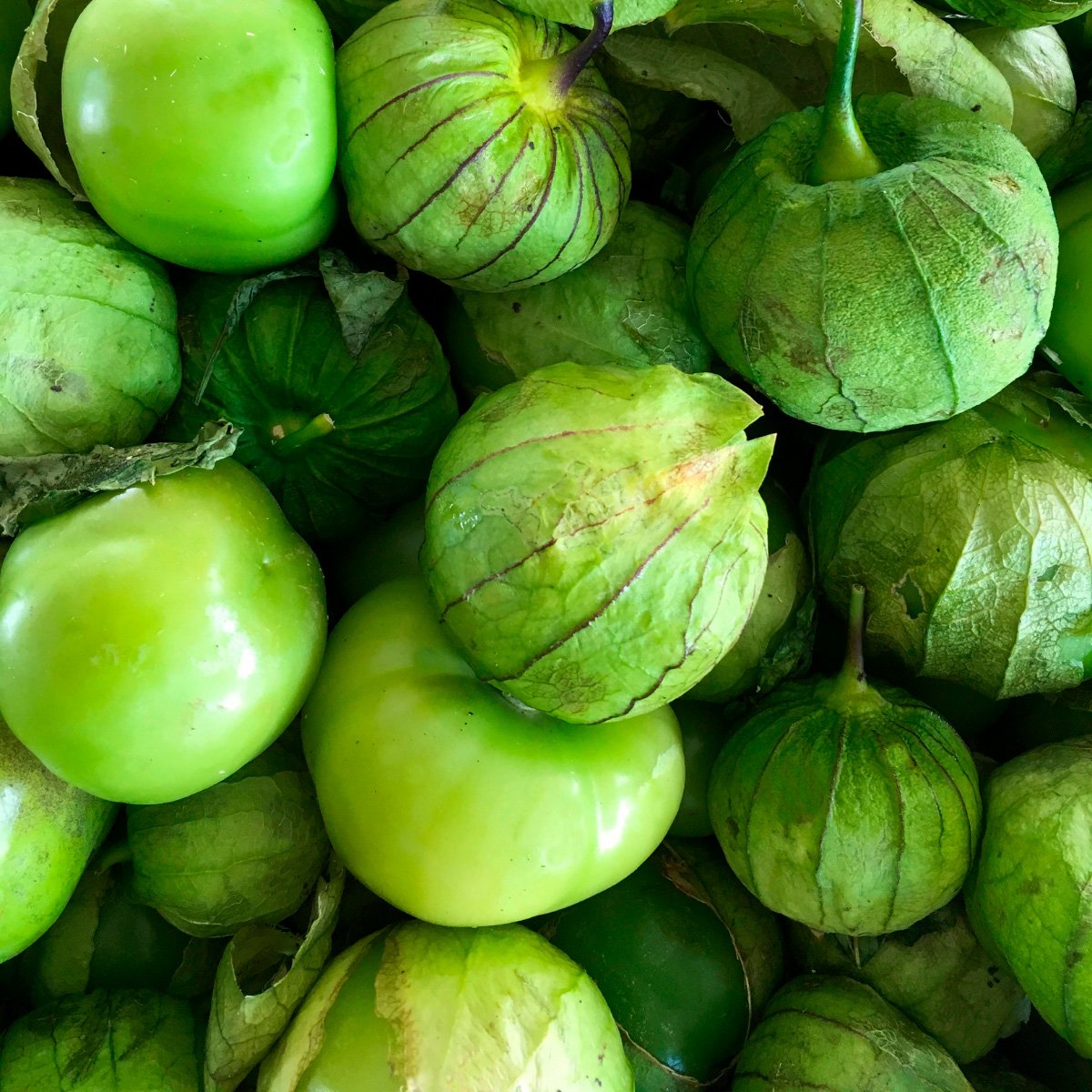 ACsemillas - Tomatillo Green rendidora Tomatillo Verde Rendidora - Image 1