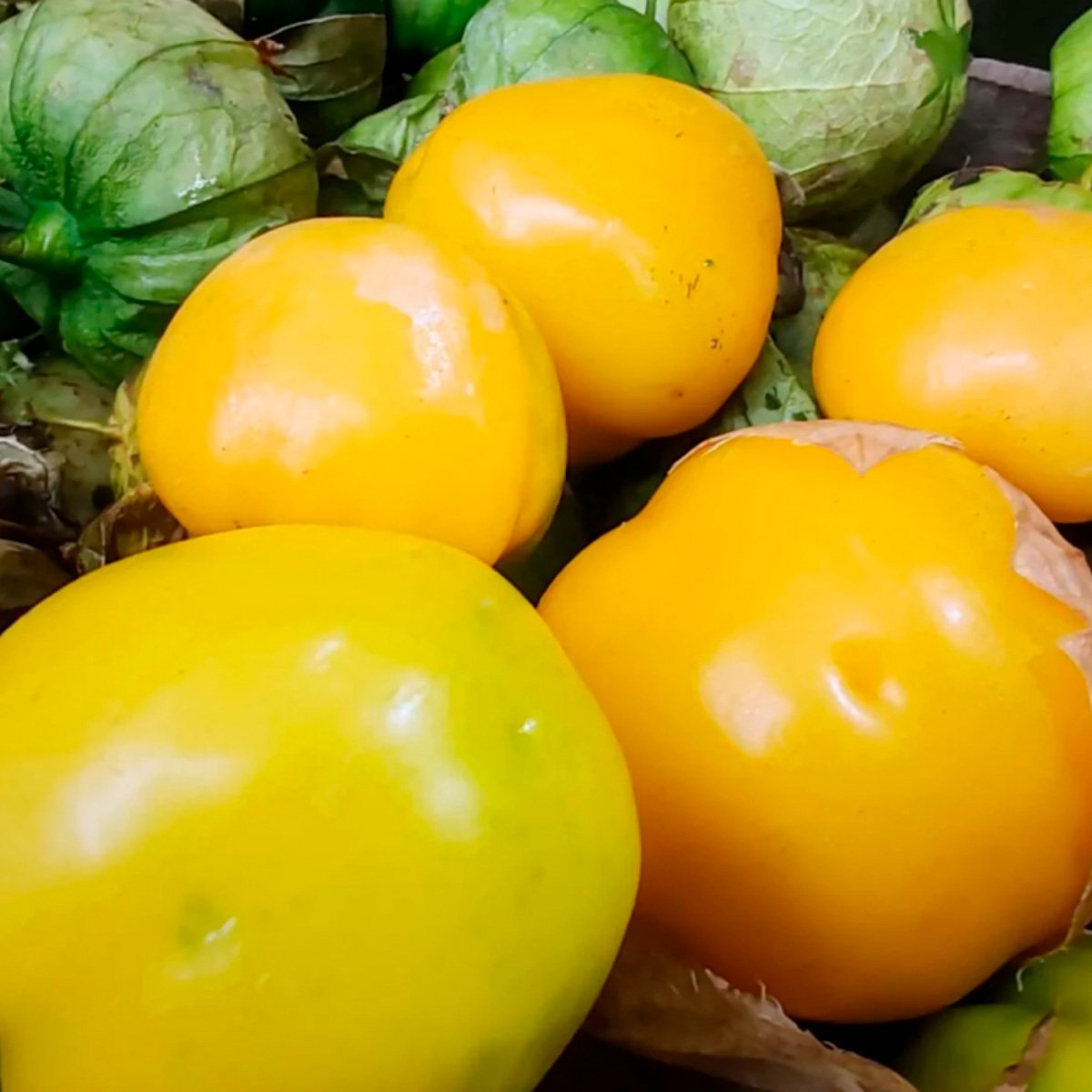 ACsemillas - Tomatillo Manzano Supremo Tomatillo Manzano Supremo - Image 1