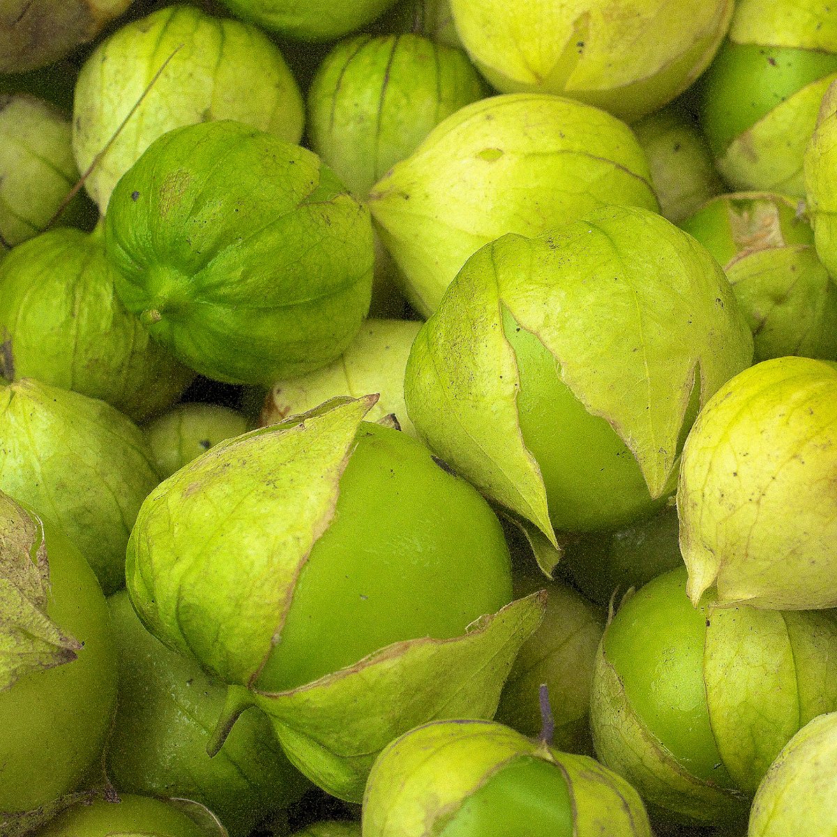 ACsemillas - Tomatillo Michoacan Large Fruited Tomatillo Michoacan Large Fruited - Image 1