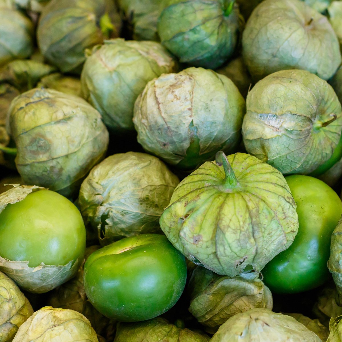 ACsemillas - Tomatillo Premier Tomatillo Premier - Image 1